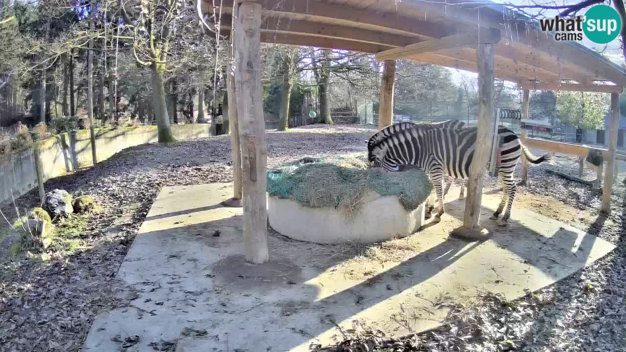 Le Zebre nello ZOO di Ljubljana – Slovenia Live webcam