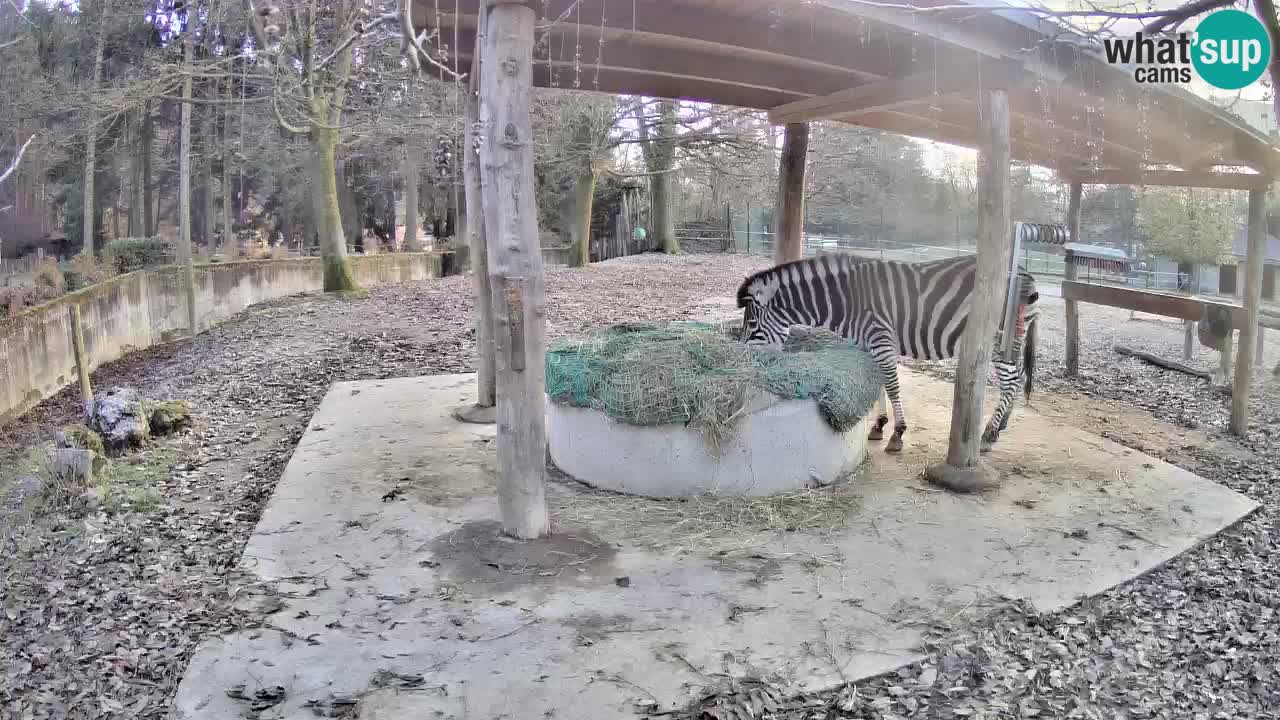 Zebre v živo v živalskem vrtu Ljubljana ZOO spletne kamere