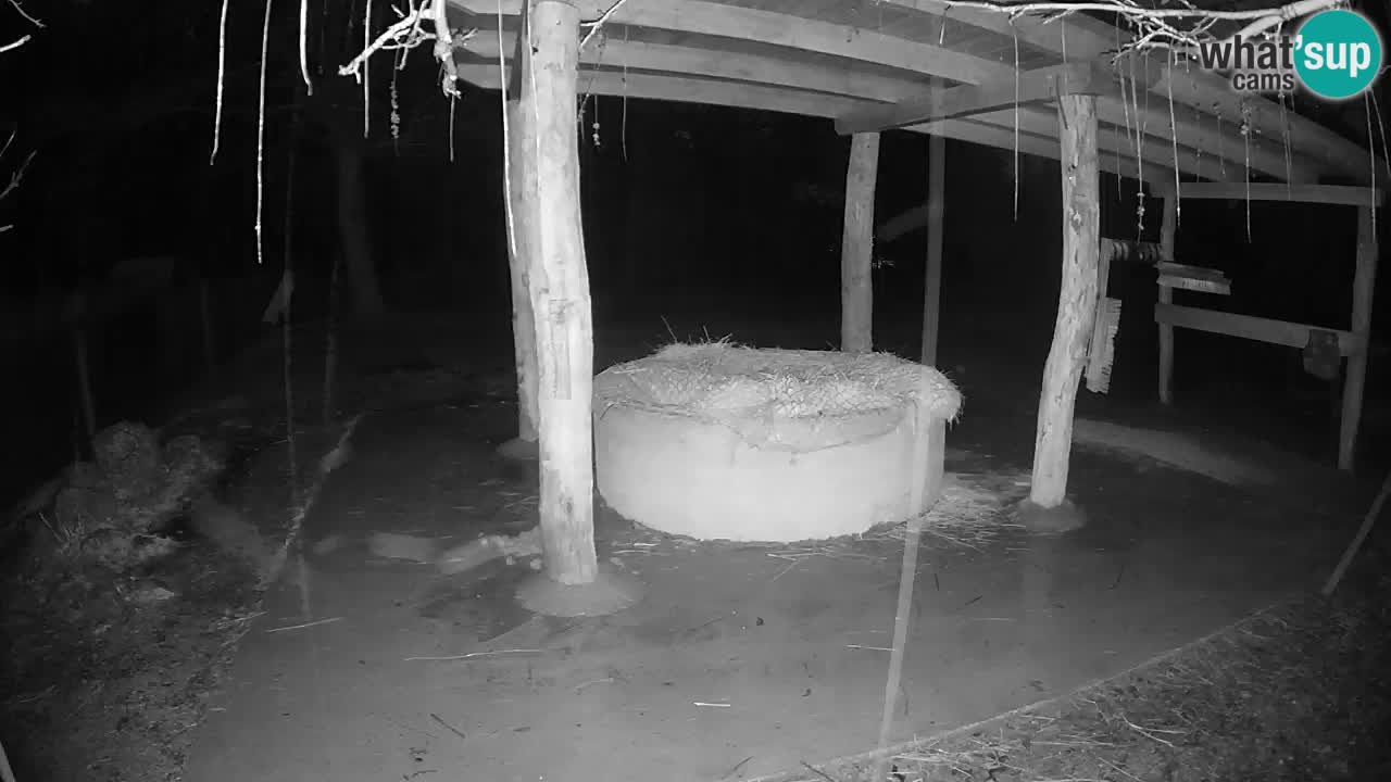 Le Zebre nello ZOO di Ljubljana – Slovenia Live webcam