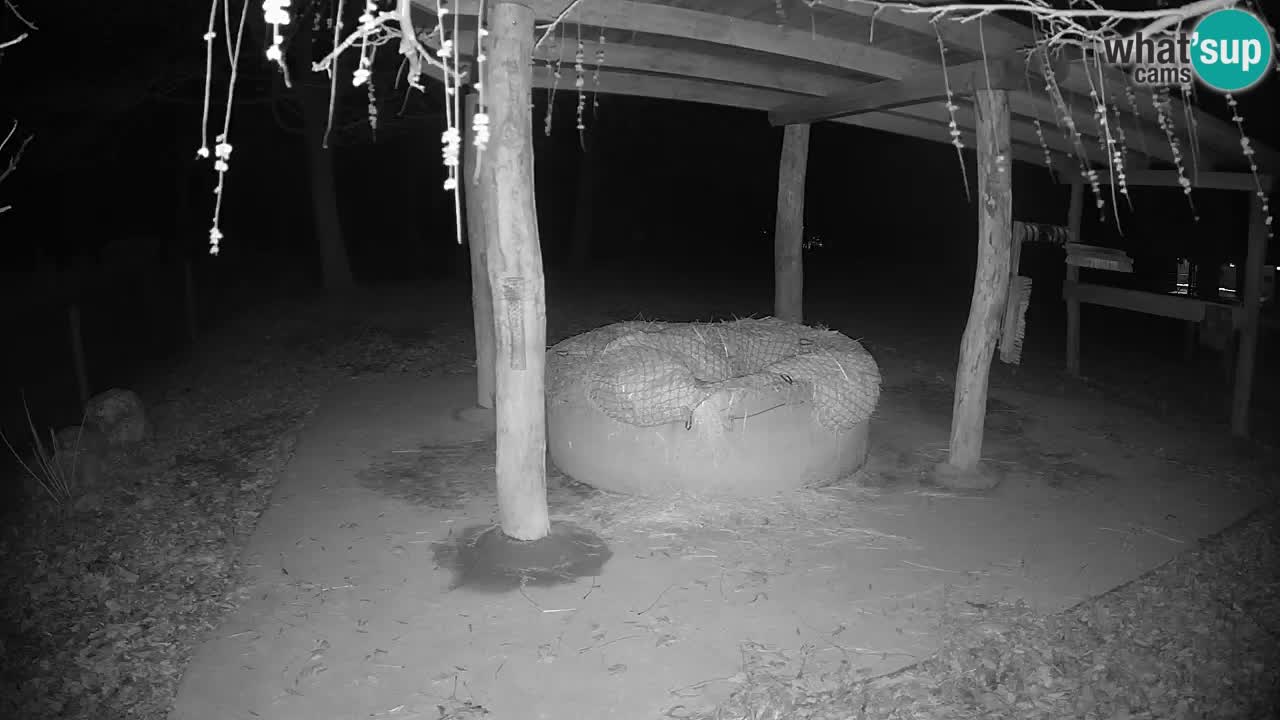 Live Webcam Zebras in Ljubljana ZOO – Slowenien