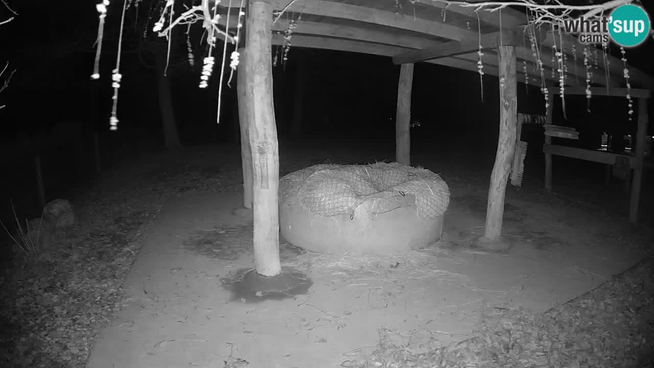 Live Webcam Zebras in Ljubljana ZOO – Slowenien