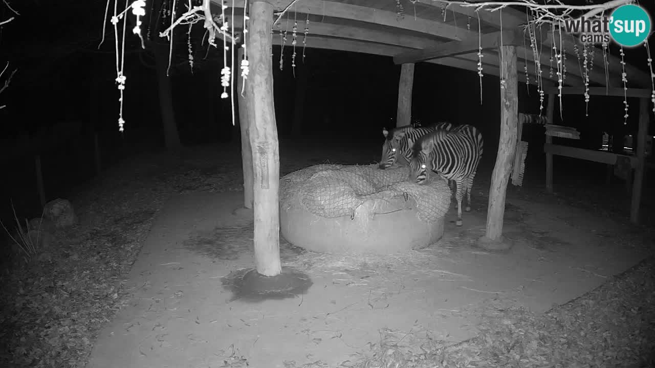 Live Webcam Zebras in Ljubljana ZOO – Slowenien