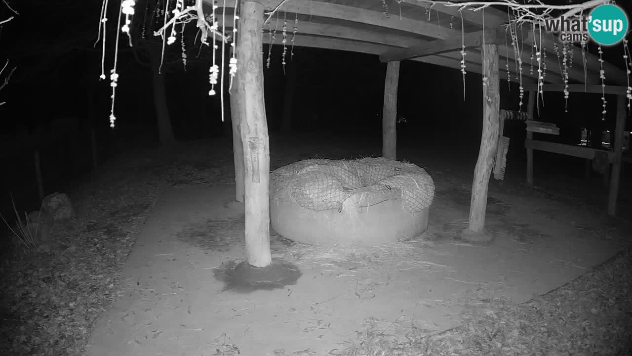 Live Webcam Zebras in Ljubljana ZOO – Slowenien