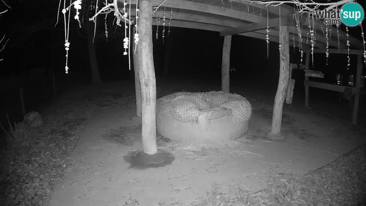 Live Webcam Zebras in Ljubljana ZOO – Slowenien