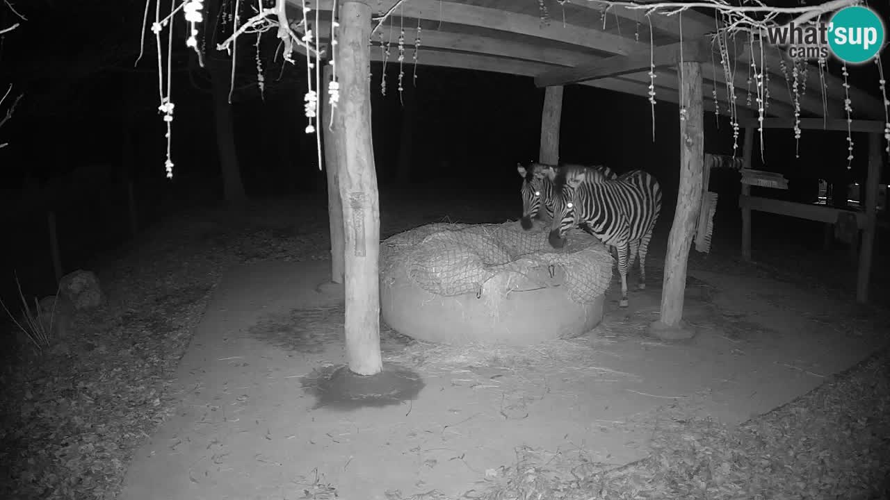 Live Webcam Zebras in Ljubljana ZOO – Slowenien