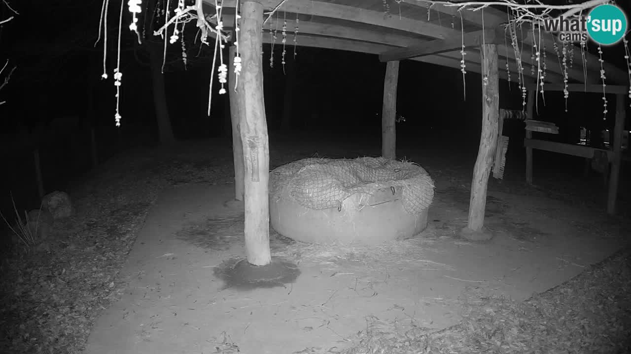 Camera en vivo Cebras in Ljubljana ZOO – Eslovenia