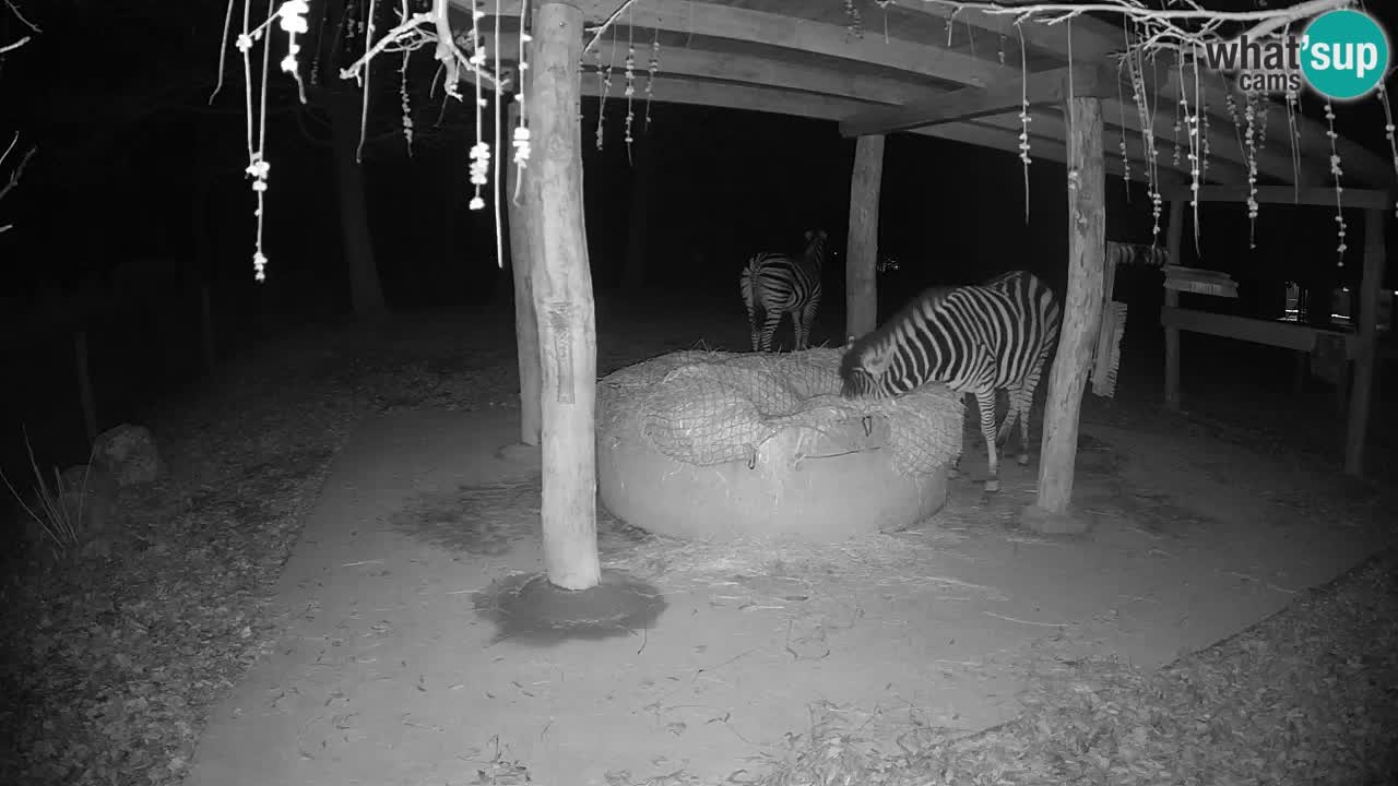 Web kamera uživo Zebras u ZOO Ljubljana – Slovenija