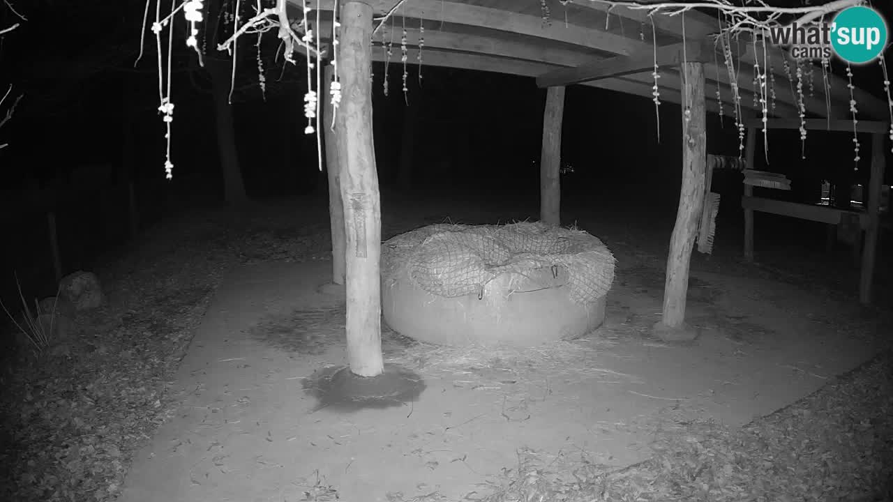 Camera en vivo Cebras in Ljubljana ZOO – Eslovenia