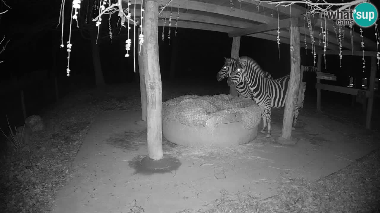 Live Webcam Zebras in Ljubljana ZOO – Slowenien