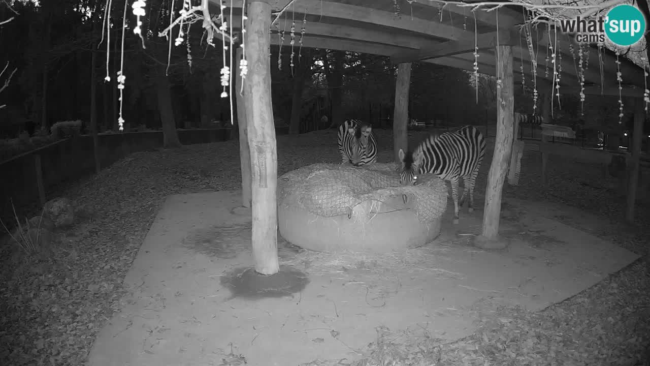 Web kamera uživo Zebras u ZOO Ljubljana – Slovenija