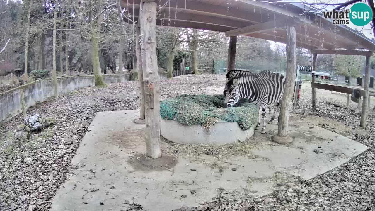 Zebre v živo v živalskem vrtu Ljubljana ZOO spletne kamere