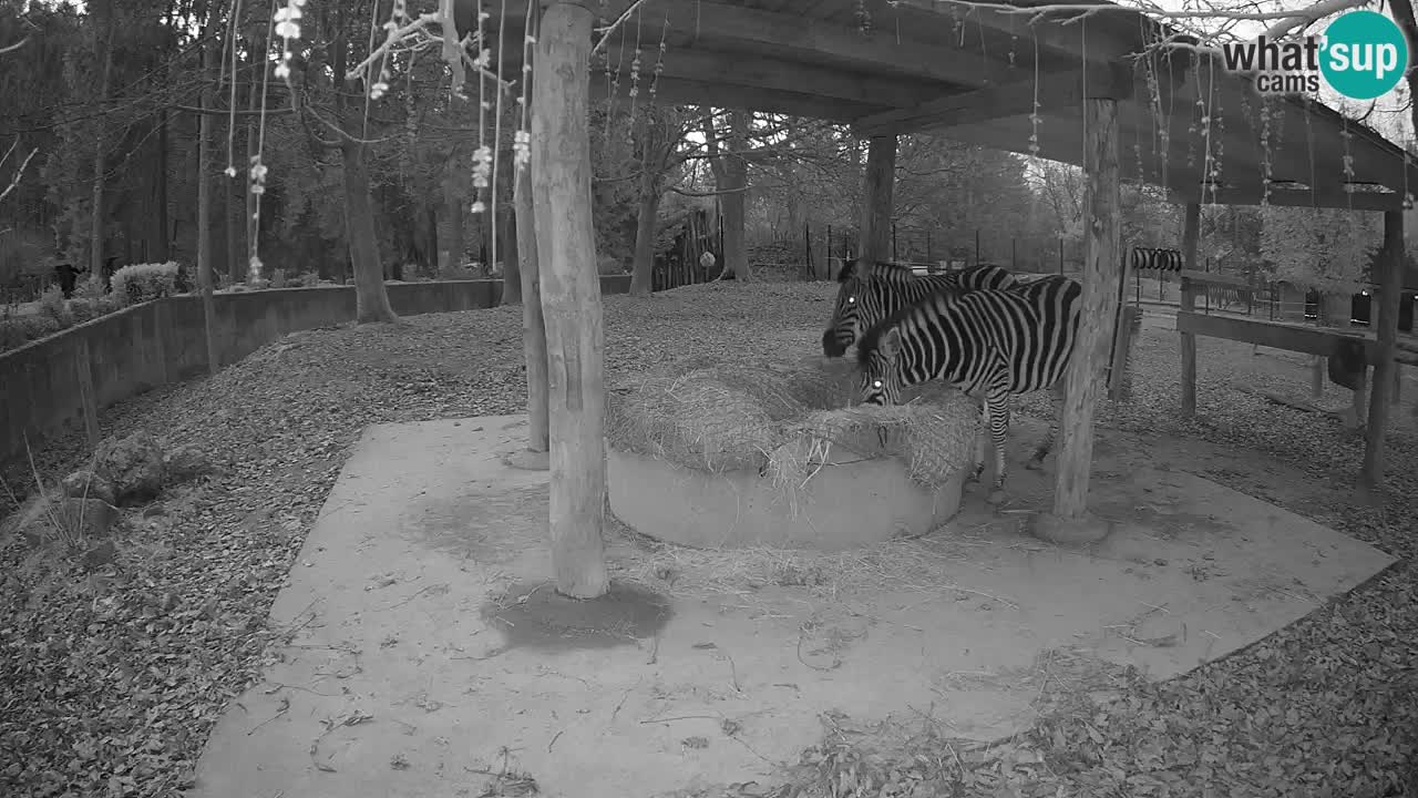 Live Webcam Zebras in Ljubljana ZOO – Slowenien