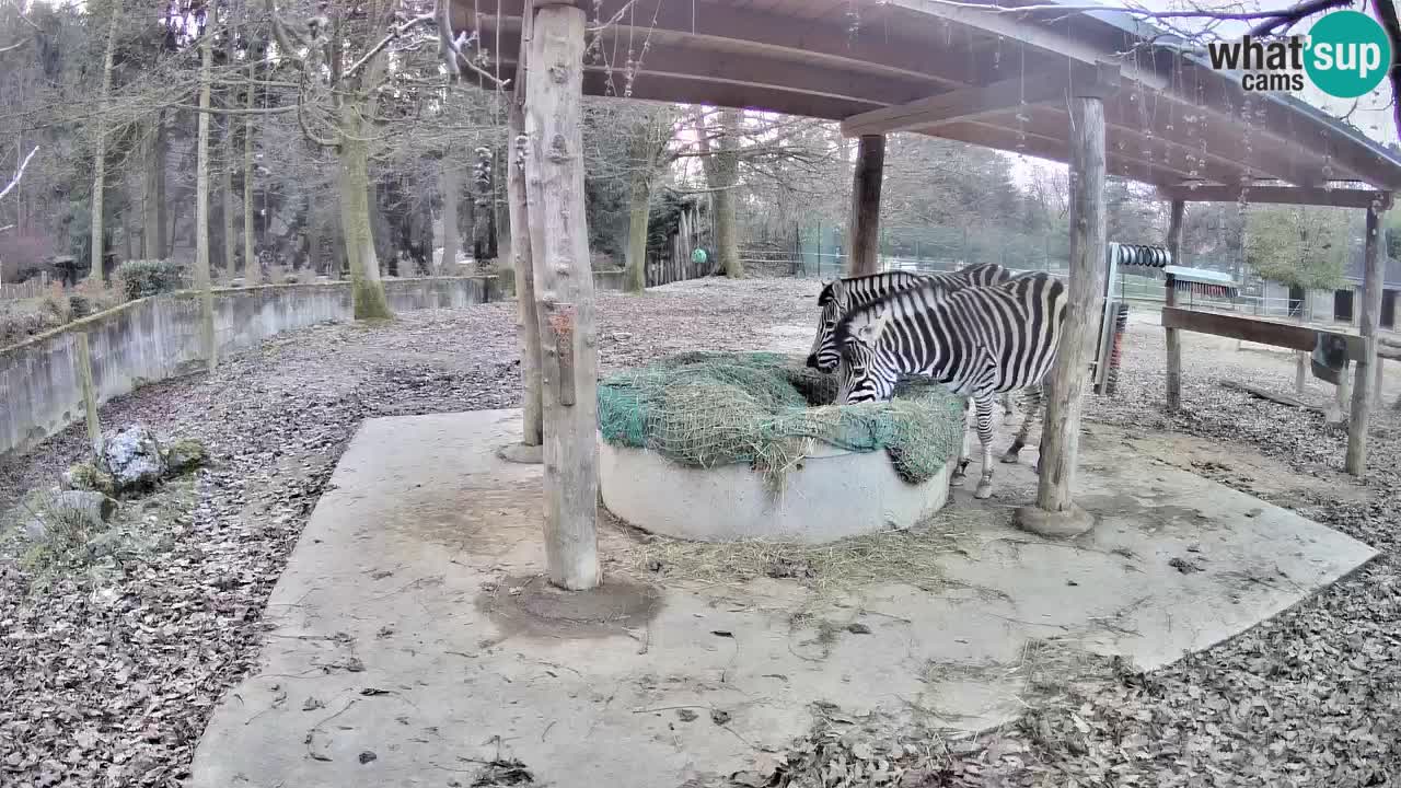 Le Zebre nello ZOO di Ljubljana – Slovenia Live webcam