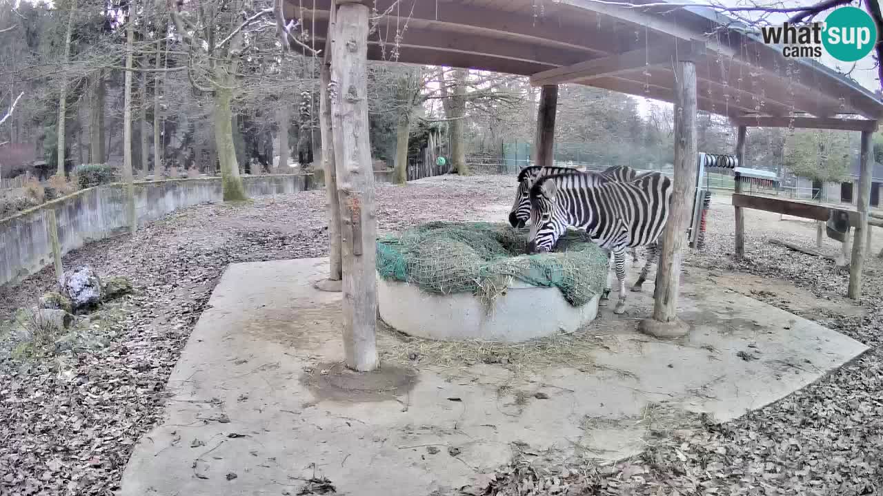 Zebre v živo v živalskem vrtu Ljubljana ZOO spletne kamere