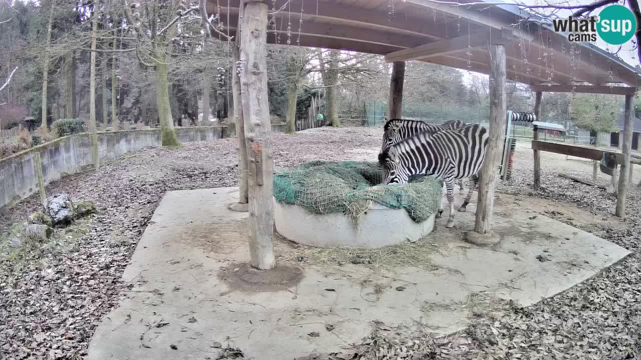 Web kamera uživo Zebras u ZOO Ljubljana – Slovenija