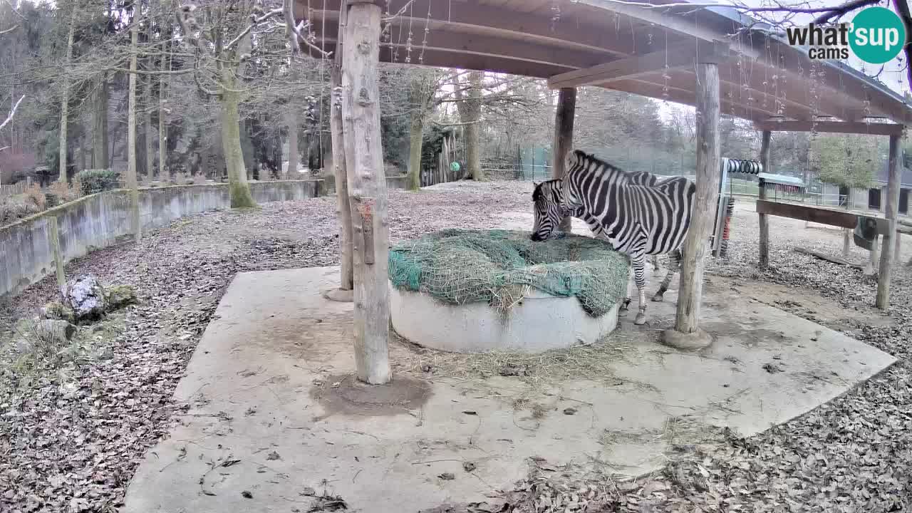 Live Webcam Zebras in Ljubljana ZOO – Slowenien