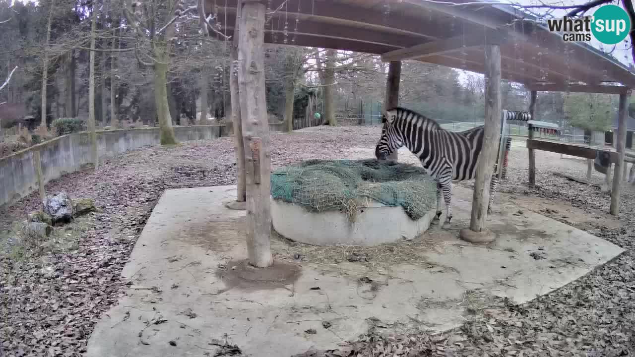 Le Zebre nello ZOO di Ljubljana – Slovenia Live webcam