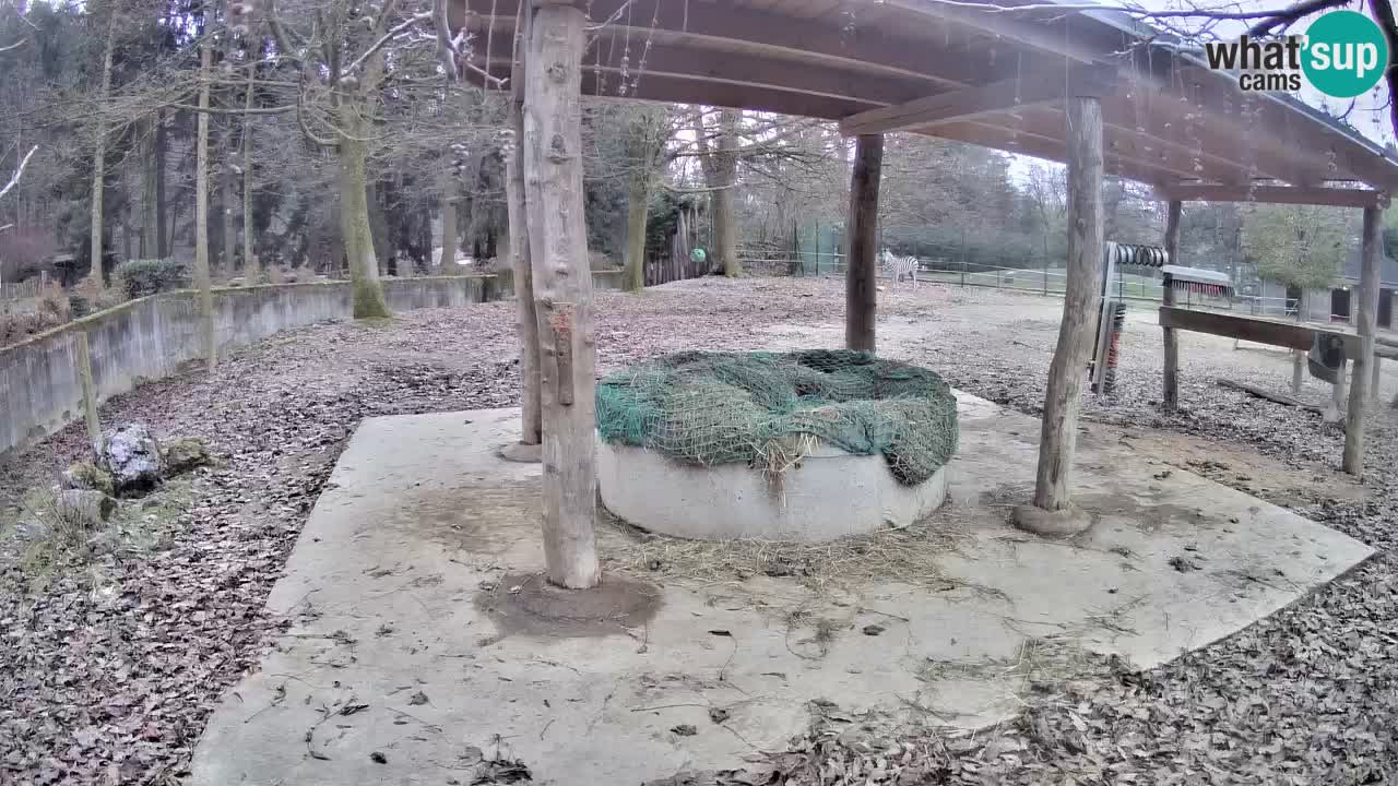 Zebre v živo v živalskem vrtu Ljubljana ZOO spletne kamere