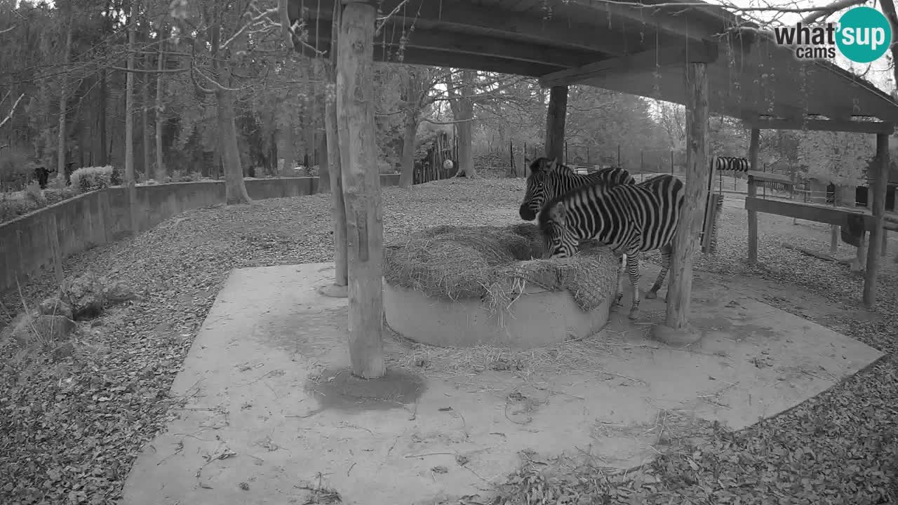 Le Zebre nello ZOO di Ljubljana – Slovenia Live webcam