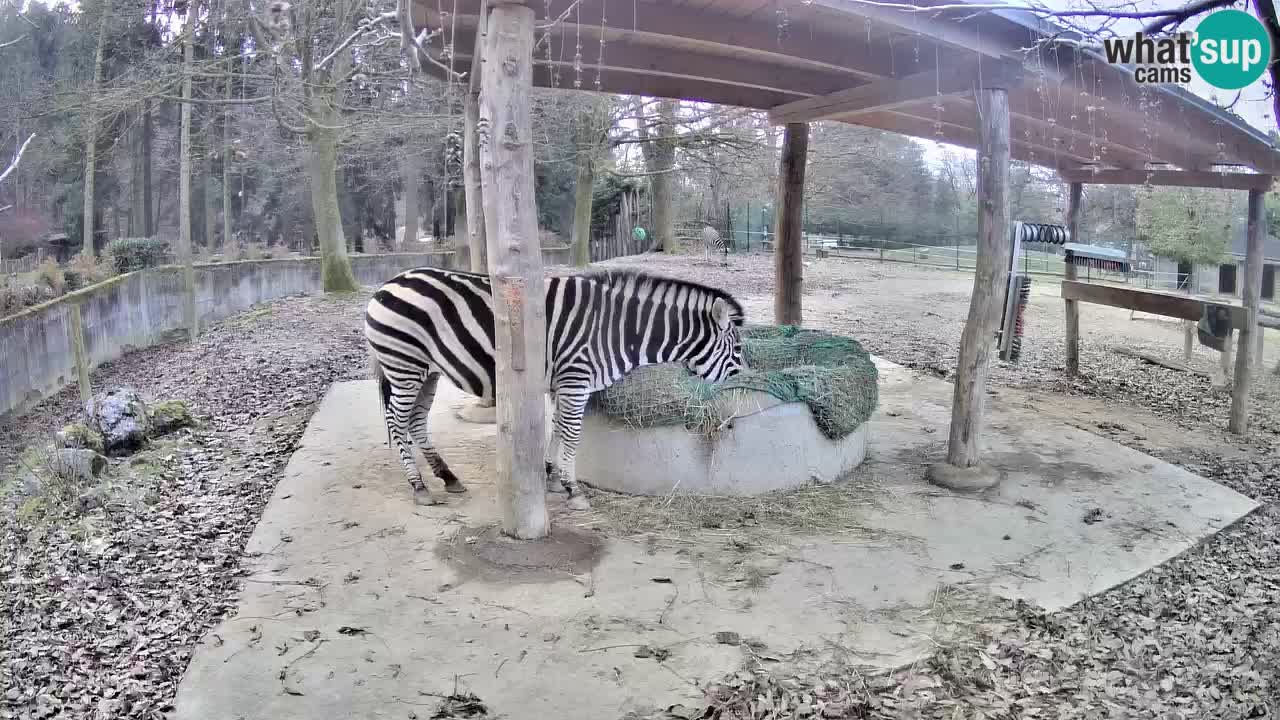 Live Webcam Zebras in Ljubljana ZOO – Slowenien