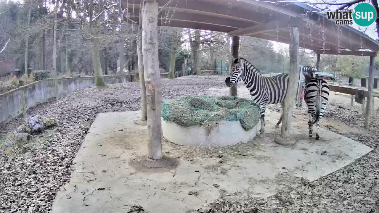 Zebre v živo v živalskem vrtu Ljubljana ZOO spletne kamere