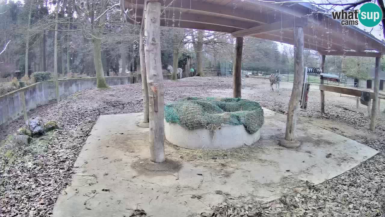 Le Zebre nello ZOO di Ljubljana – Slovenia Live webcam