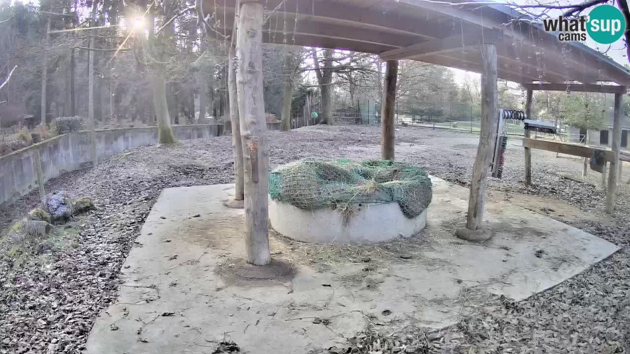 Zebre v živo v živalskem vrtu Ljubljana ZOO spletne kamere