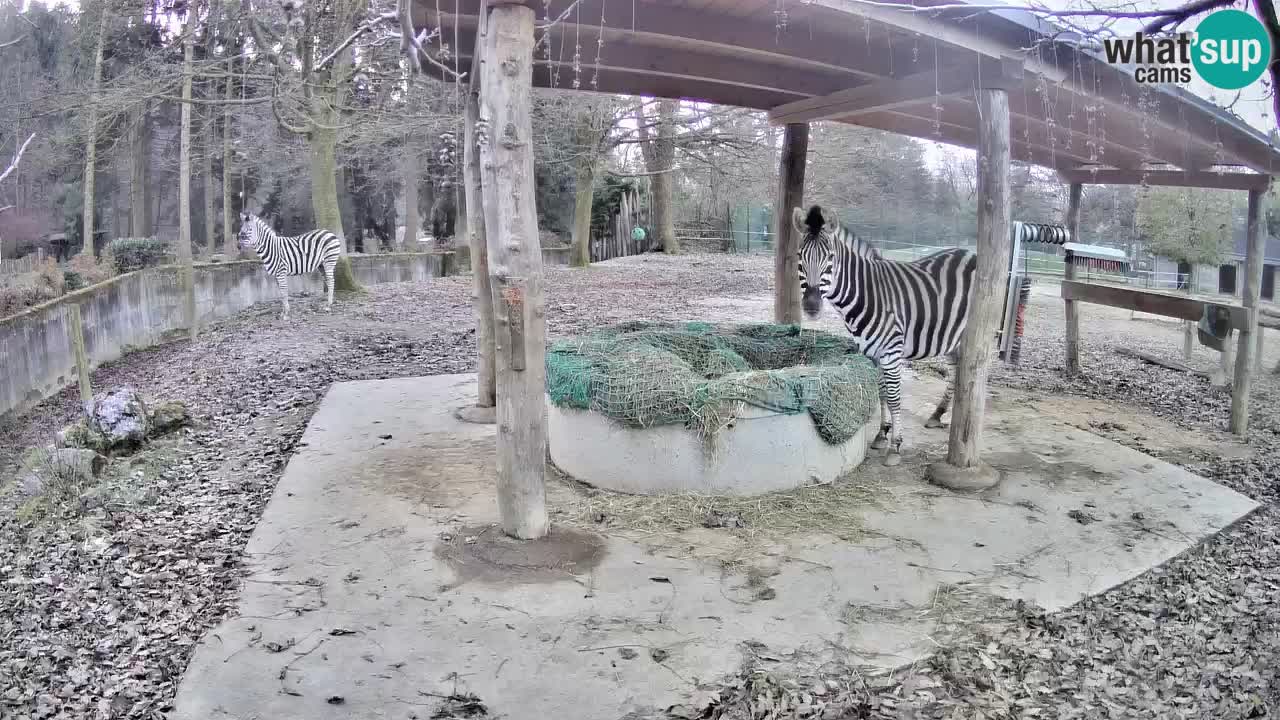 Live Webcam Zebras in Ljubljana ZOO – Slowenien