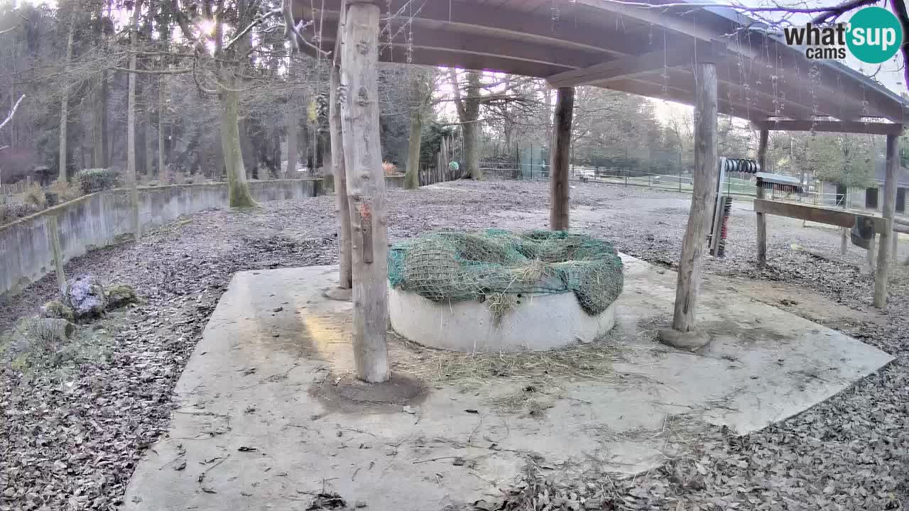 Zebre v živo v živalskem vrtu Ljubljana ZOO spletne kamere