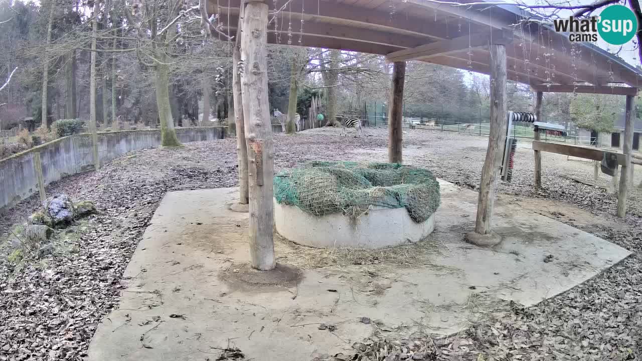 Camera en vivo Cebras in Ljubljana ZOO – Eslovenia