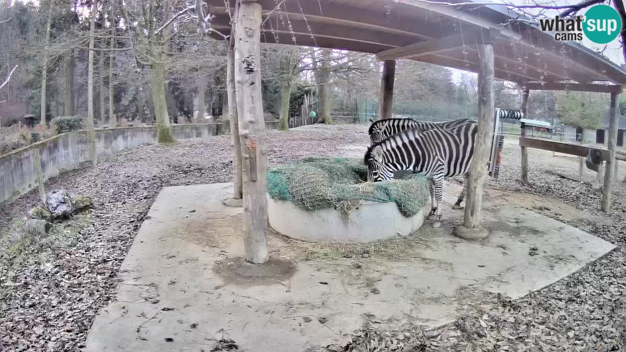 Camera en vivo Cebras in Ljubljana ZOO – Eslovenia