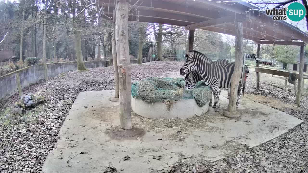 Live Webcam Zebras in Ljubljana ZOO – Slowenien