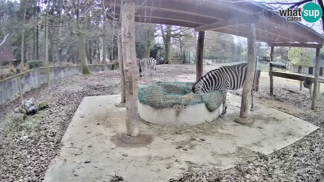 Camera en vivo Cebras in Ljubljana ZOO – Eslovenia