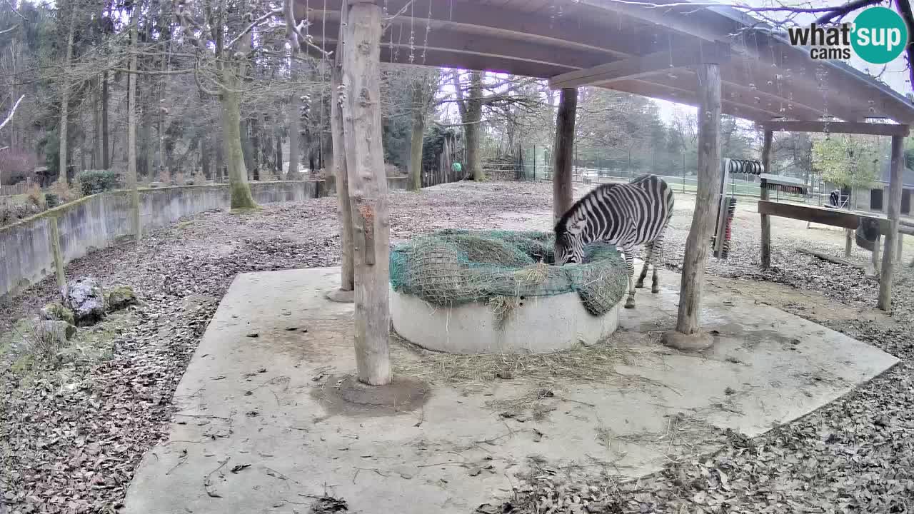 Zebre v živo v živalskem vrtu Ljubljana ZOO spletne kamere