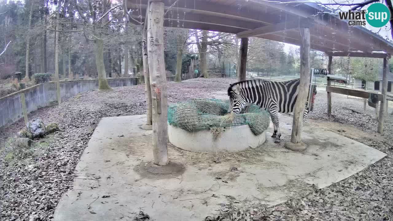 Zebre v živo v živalskem vrtu Ljubljana ZOO spletne kamere