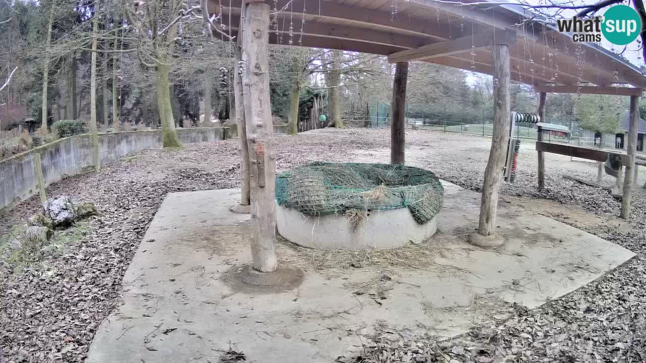 Zebre v živo v živalskem vrtu Ljubljana ZOO spletne kamere