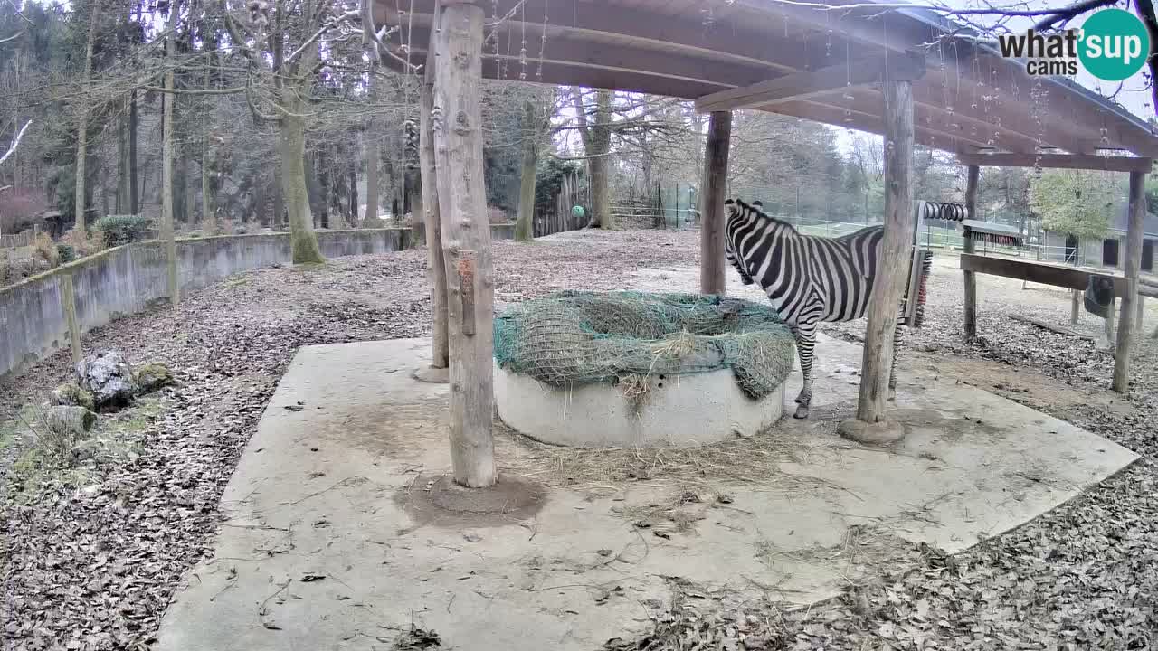 Zebre v živo v živalskem vrtu Ljubljana ZOO spletne kamere