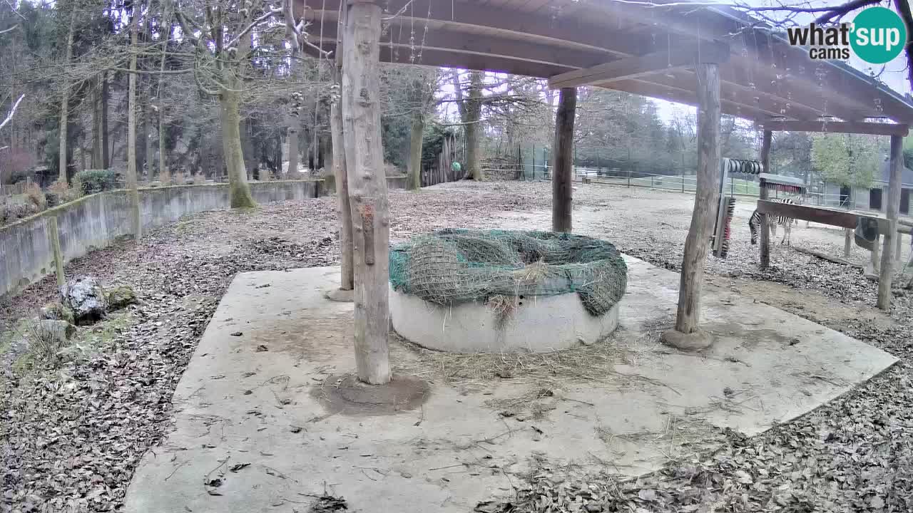 Zebre v živo v živalskem vrtu Ljubljana ZOO spletne kamere