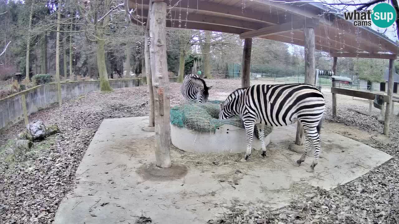 Zebre v živo v živalskem vrtu Ljubljana ZOO spletne kamere