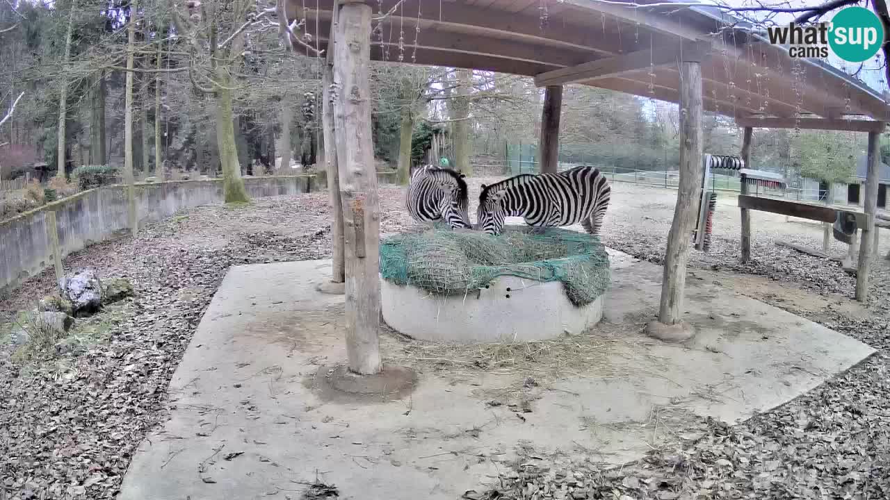 Web kamera uživo Zebras u ZOO Ljubljana – Slovenija