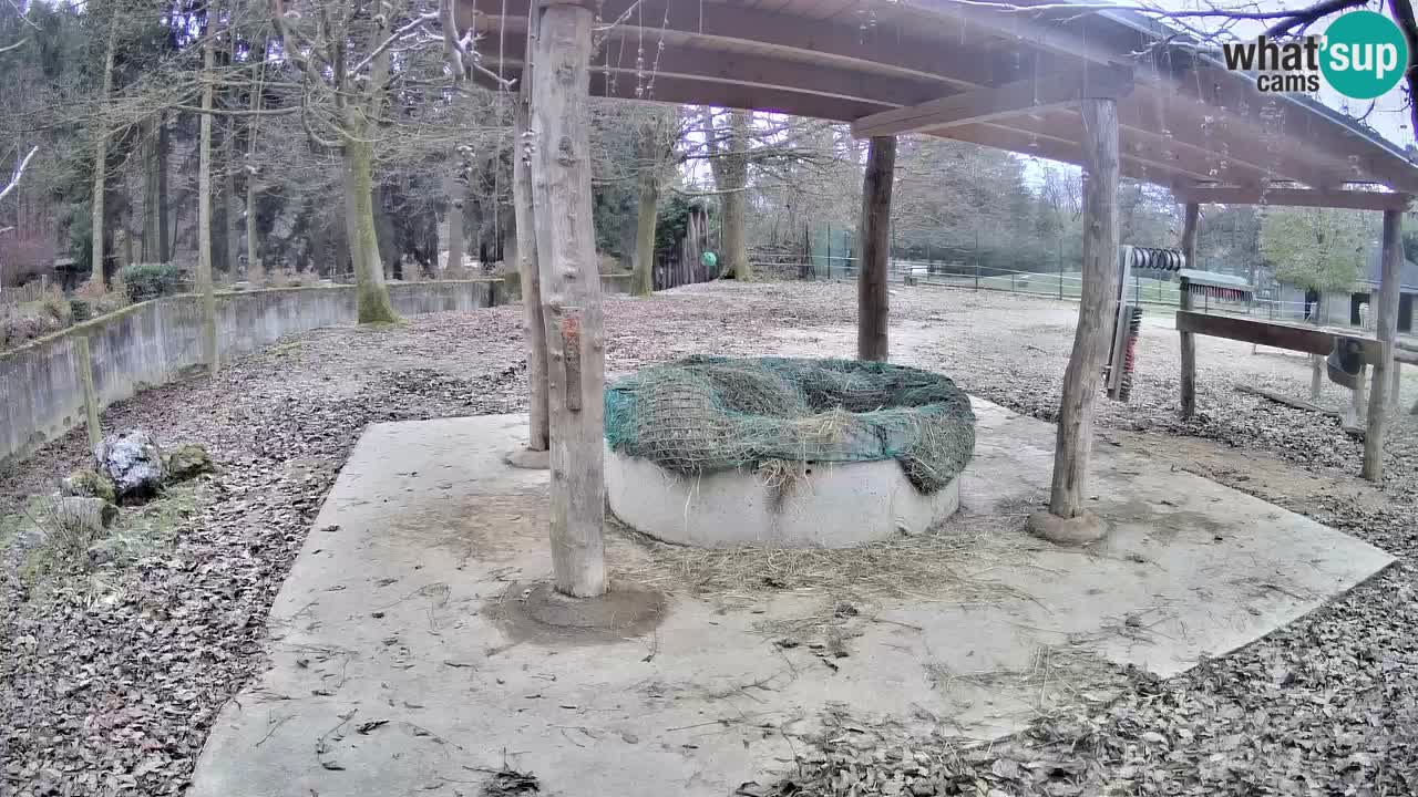 Zebre v živo v živalskem vrtu Ljubljana ZOO spletne kamere