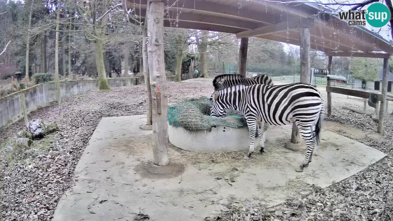 Web kamera uživo Zebras u ZOO Ljubljana – Slovenija