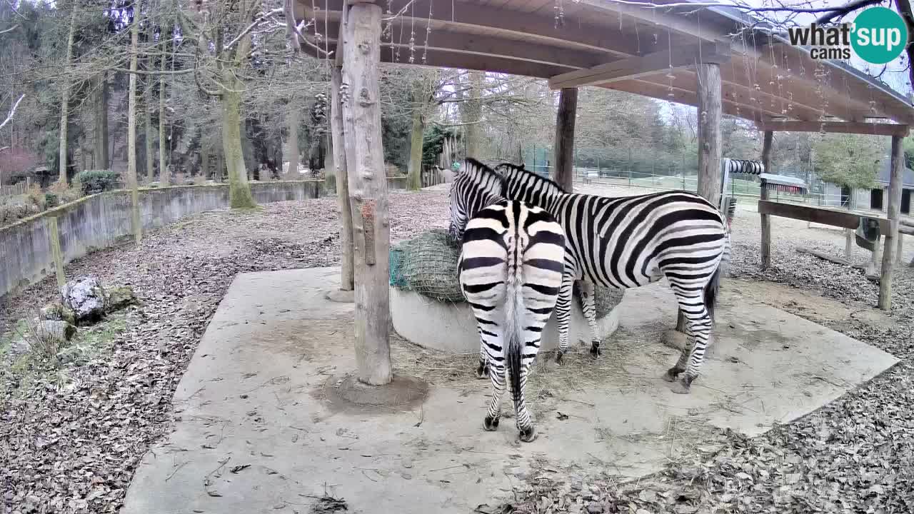 Web kamera uživo Zebras u ZOO Ljubljana – Slovenija