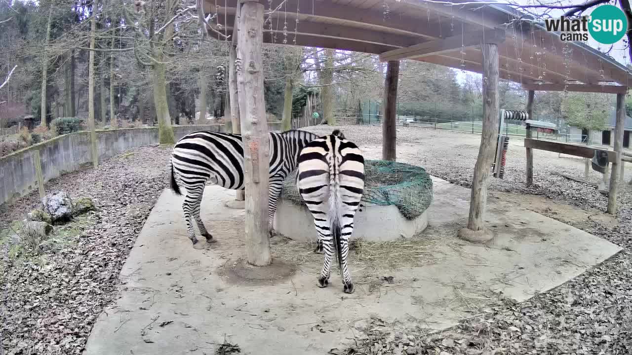 Web kamera uživo Zebras u ZOO Ljubljana – Slovenija