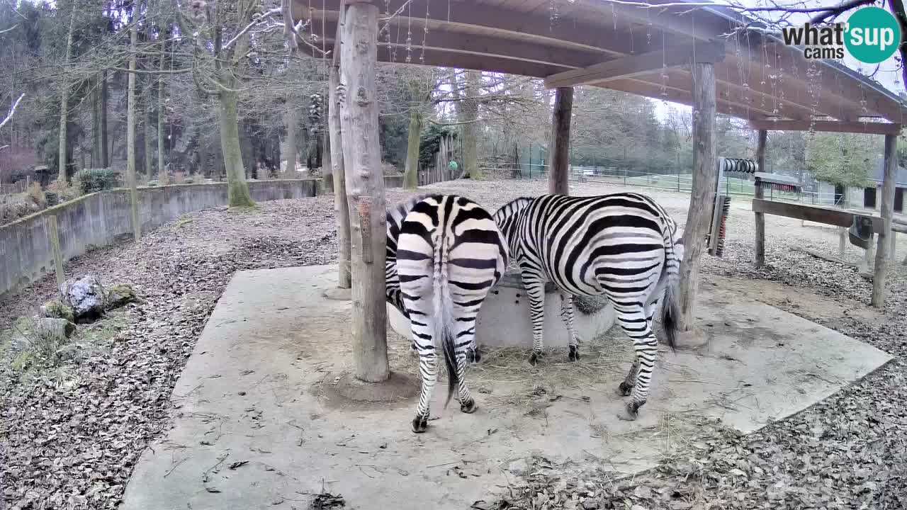 Le Zebre nello ZOO di Ljubljana – Slovenia Live webcam