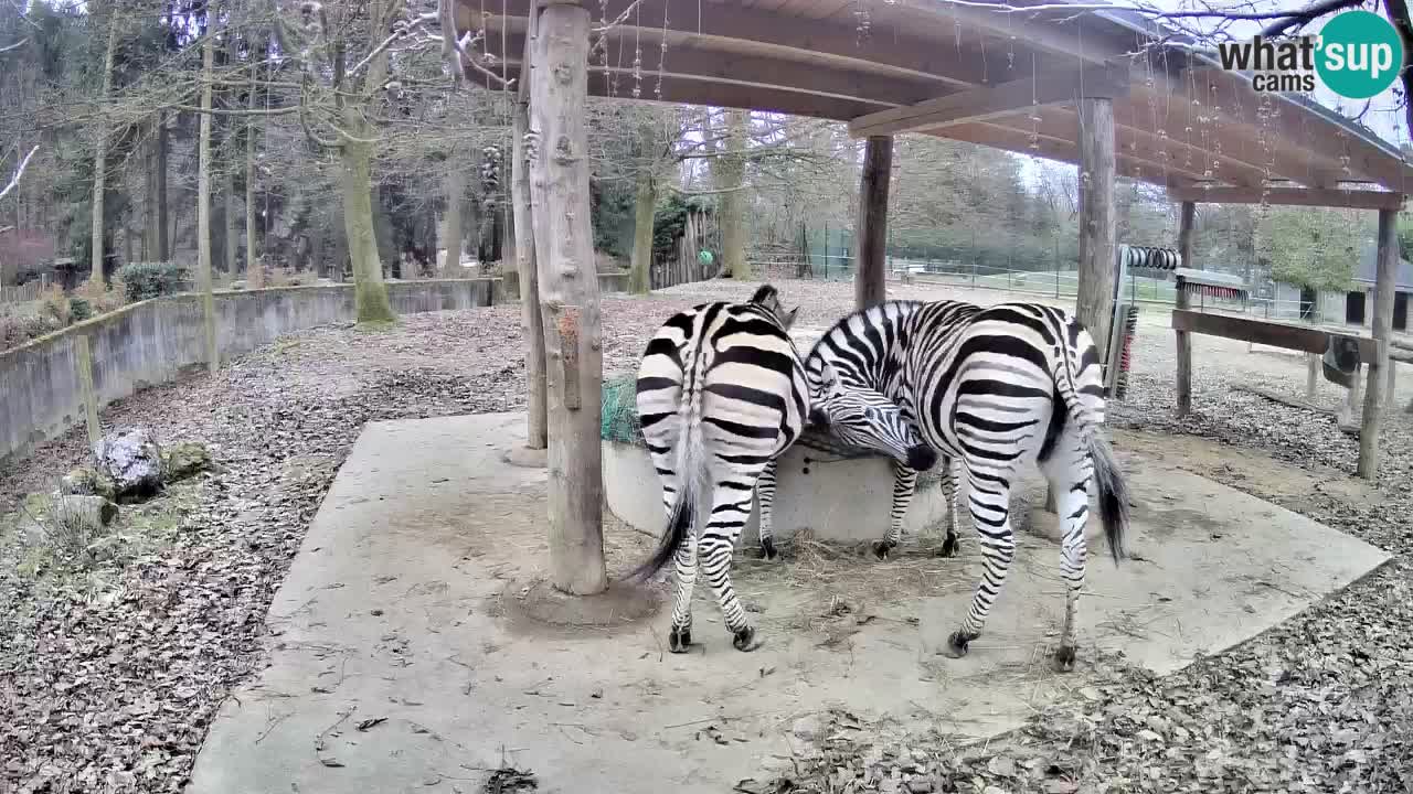 Le Zebre nello ZOO di Ljubljana – Slovenia Live webcam