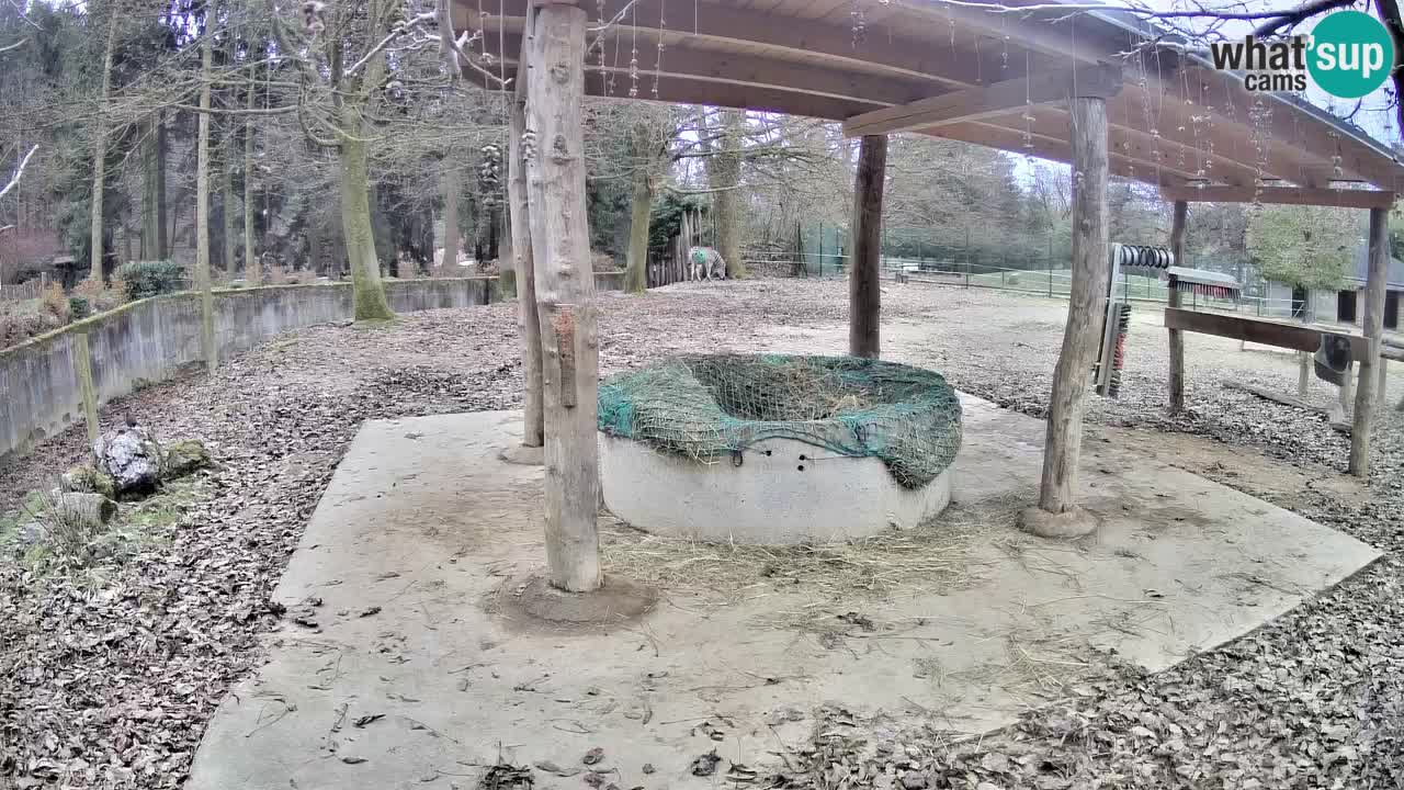 Le Zebre nello ZOO di Ljubljana – Slovenia Live webcam