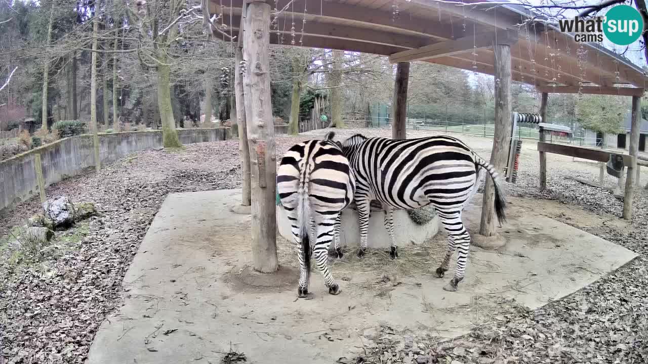 Zebre v živo v živalskem vrtu Ljubljana ZOO spletne kamere