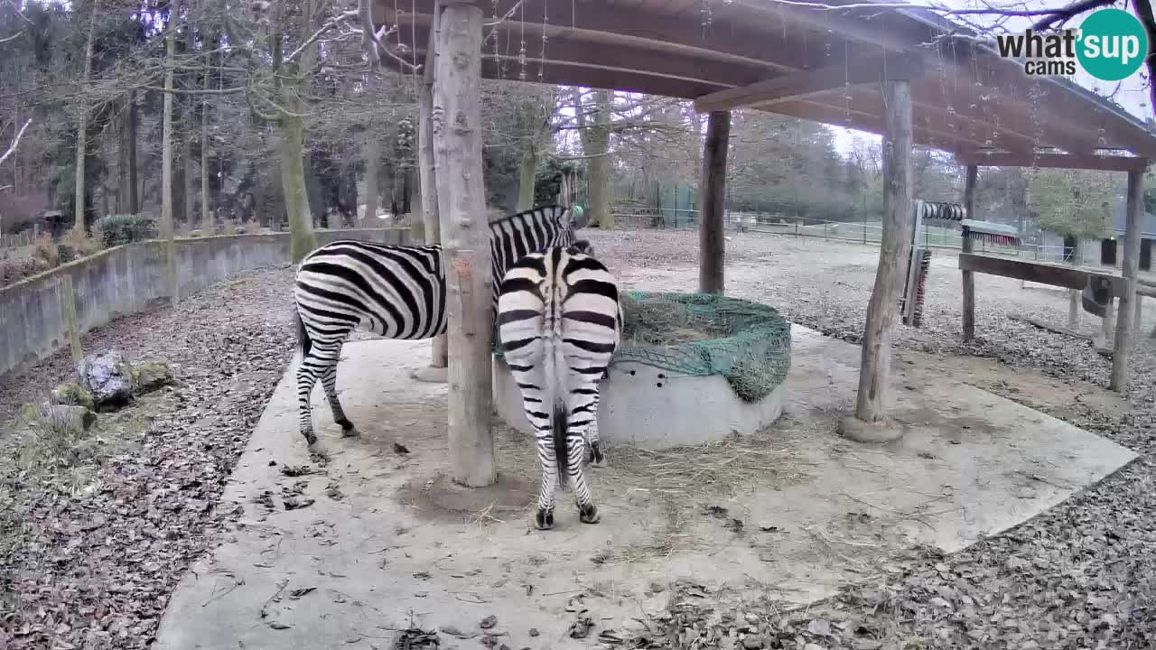 Le Zebre nello ZOO di Ljubljana – Slovenia Live webcam