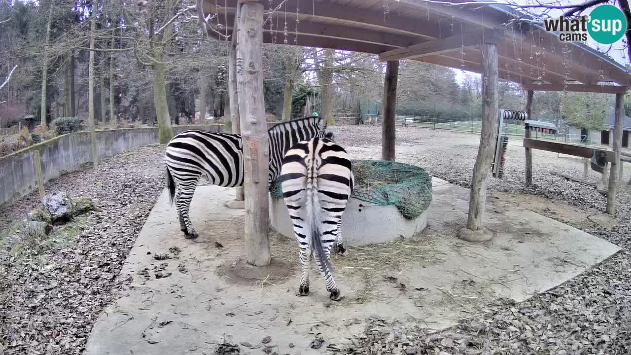 Web kamera uživo Zebras u ZOO Ljubljana – Slovenija